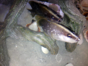 Soapfish