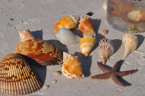 seas shells of Fort myers-Sanibel beaches