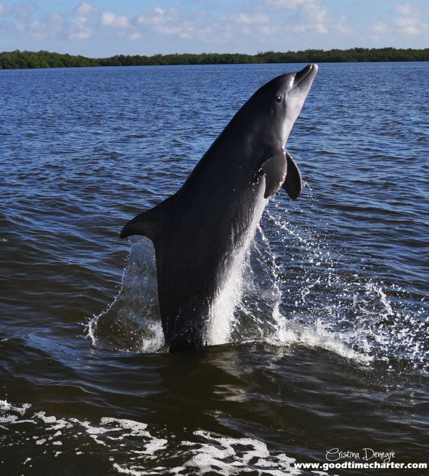 Resident dolphin of Fort myers Beach
