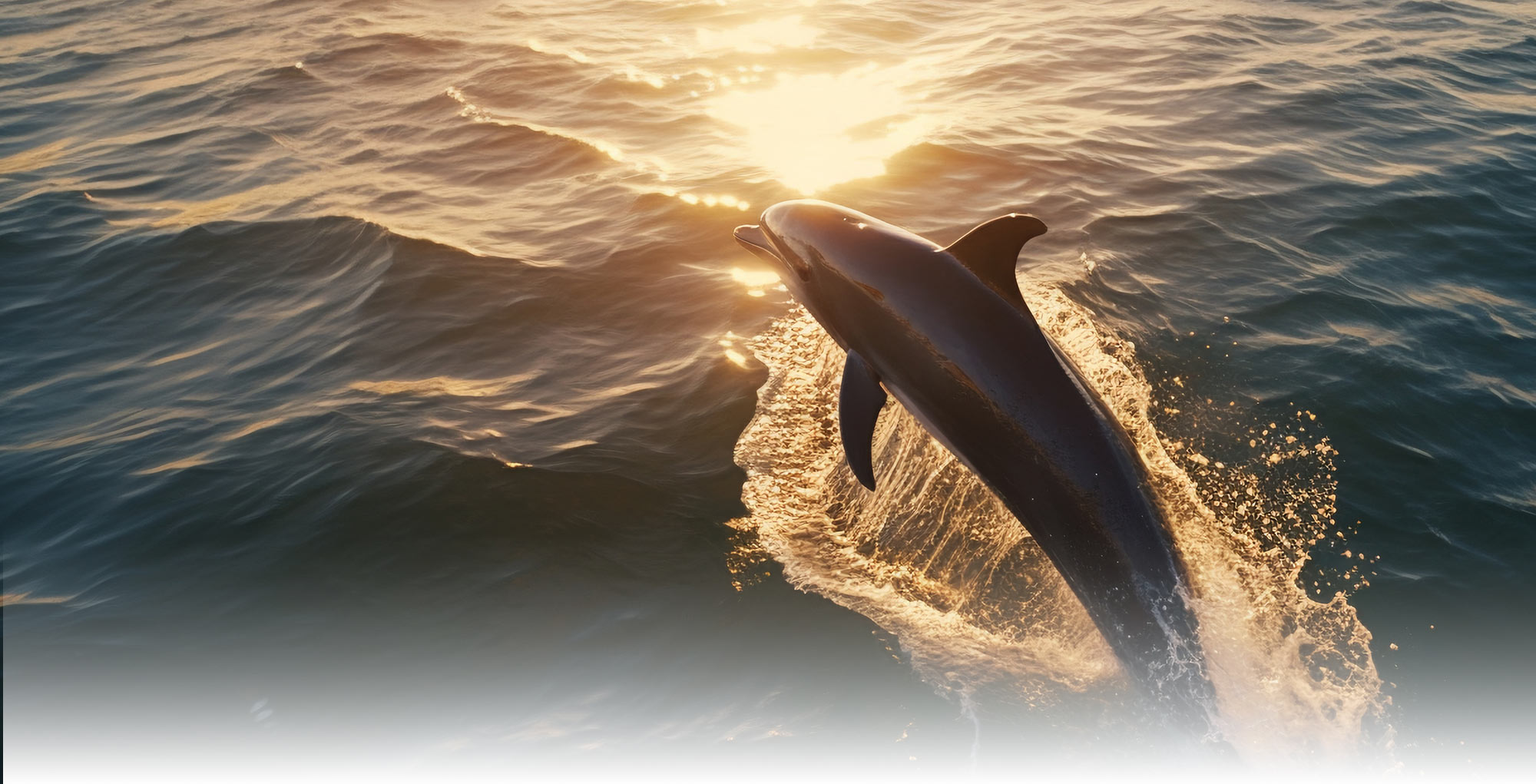img-dolphin-charters-fort-myers-beach
