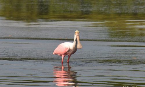 fort myers beach nature