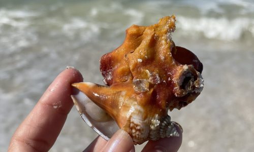 fighting conch with a sponge