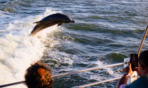 img-dolphins