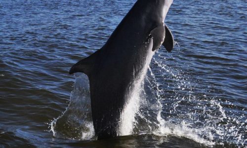 Resident dolphin of Fort myers Beach