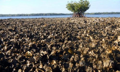 oyster beds Estero Bay Fort myers Beach