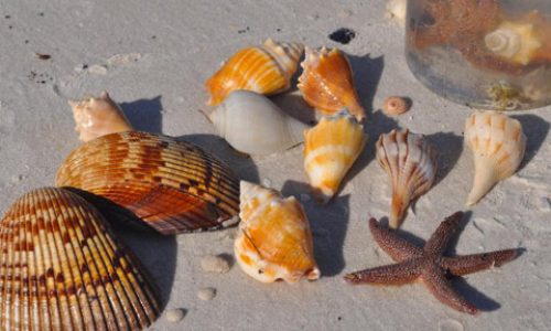 seas shells of Fort myers-Sanibel beaches